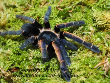 Ornithoctonus spec. "Ranong blue" , Spiderling